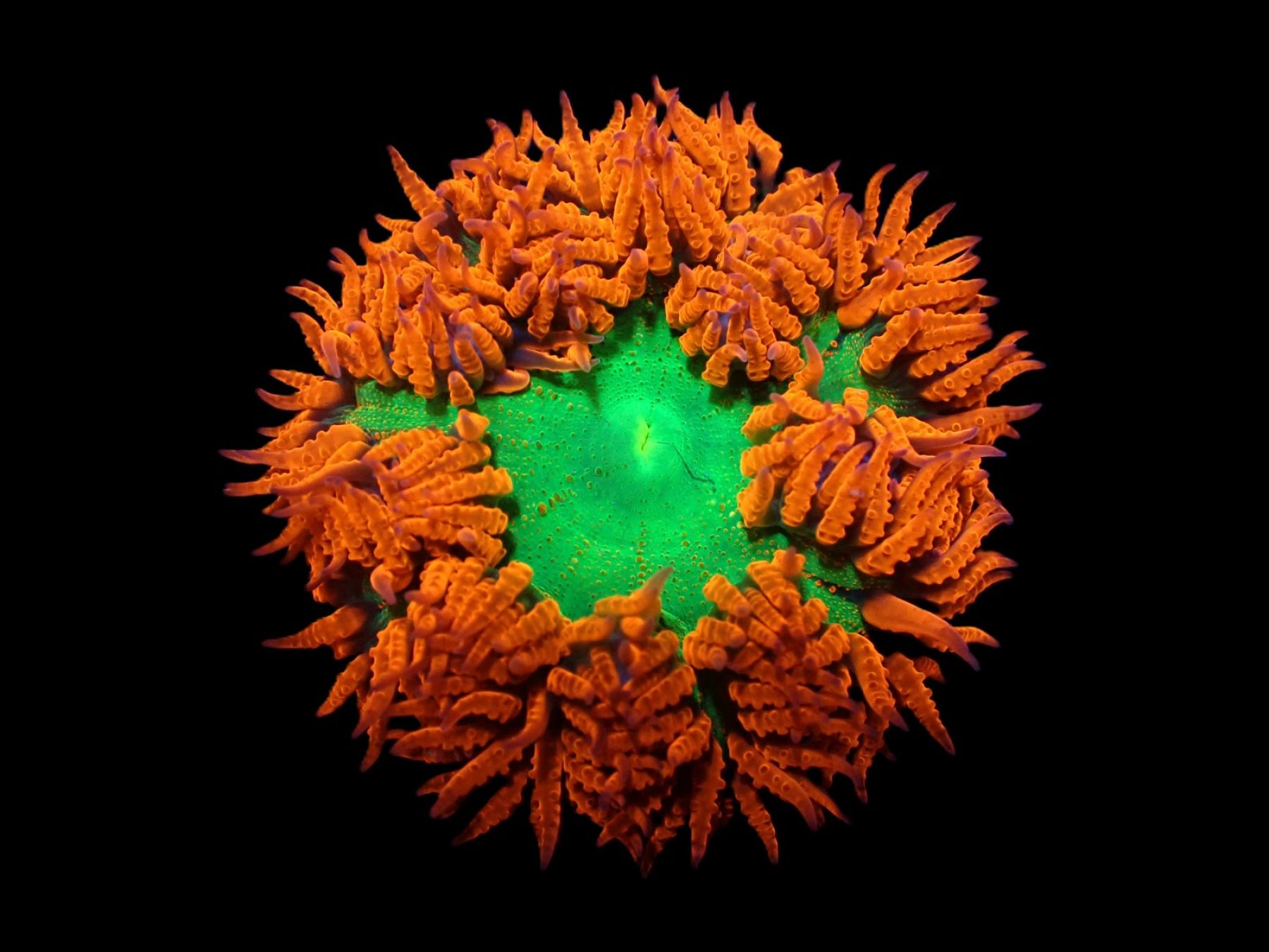 Epicystis crucifer ultra